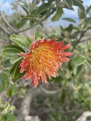 Diplolaena grandiflora, photograph (c) Tyler Anthony, some rights reserved (CC BY)