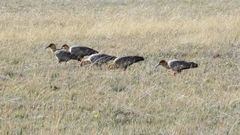 Theristicus branickii
