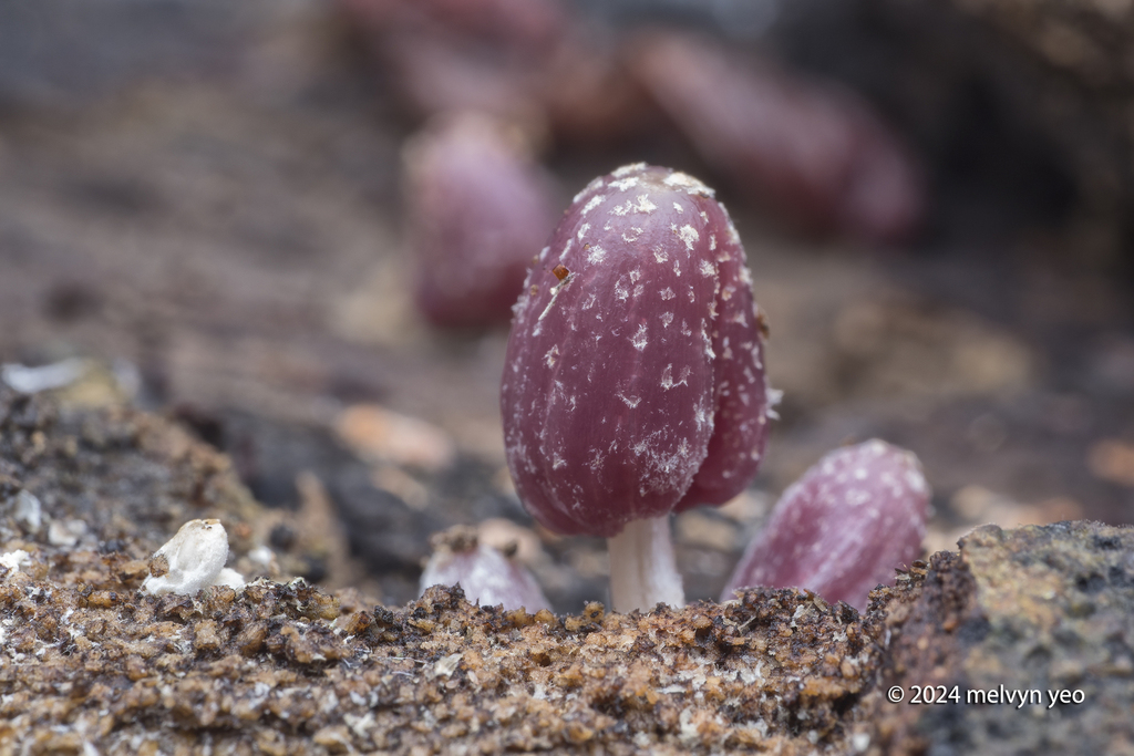 Coprinopsis lilacina