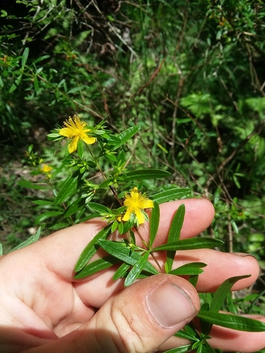 Image of Hypericum galioides by (c) Will McFarland, some rights reserved (CC BY)