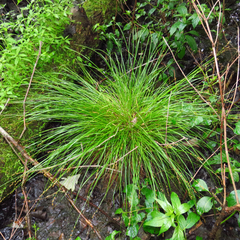 Carex seorsa