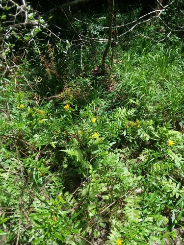 Image of Hypericum galioides by (c) Will McFarland, some rights reserved (CC BY)