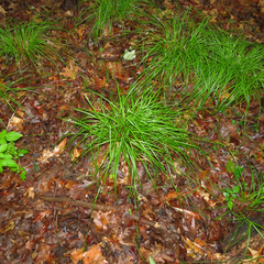 Carex debilis debilis