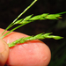 Carex debilis - Photo (c) Rob Curtis, μερικά δικαιώματα διατηρούνται (CC BY-NC-SA), uploaded by Rob Curtis