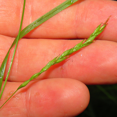 Carex debilis debilis