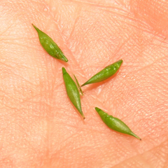 Carex debilis debilis