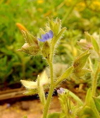 Veronica biloba