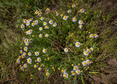 Erigeron decumbens