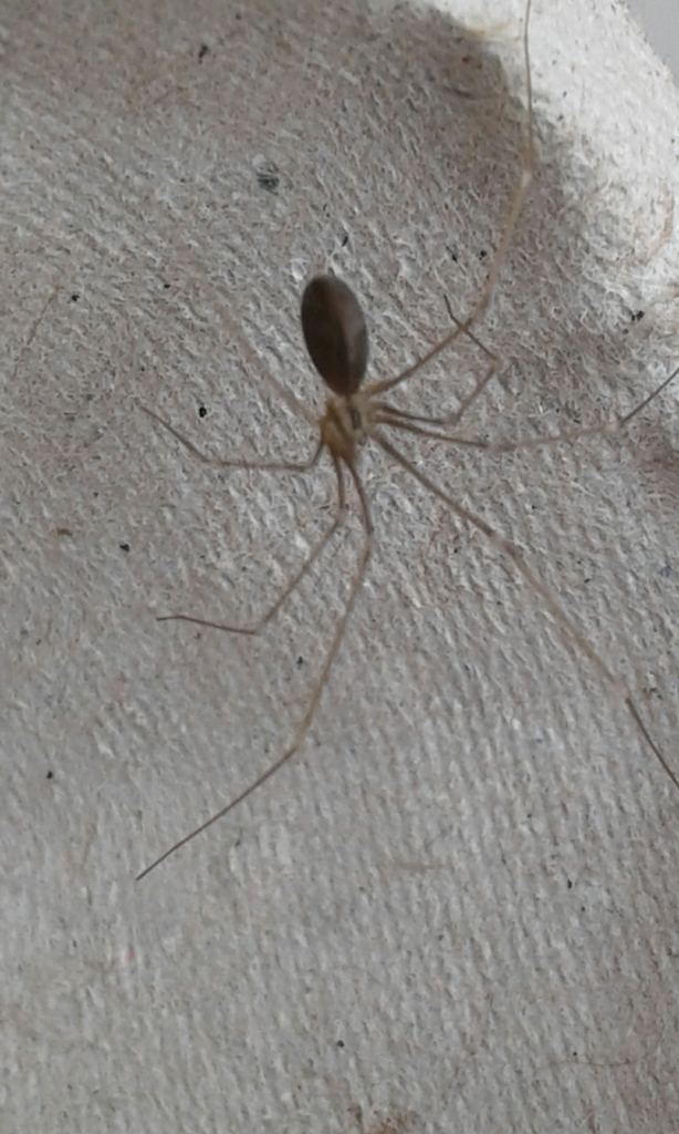 Daddylongleg spider