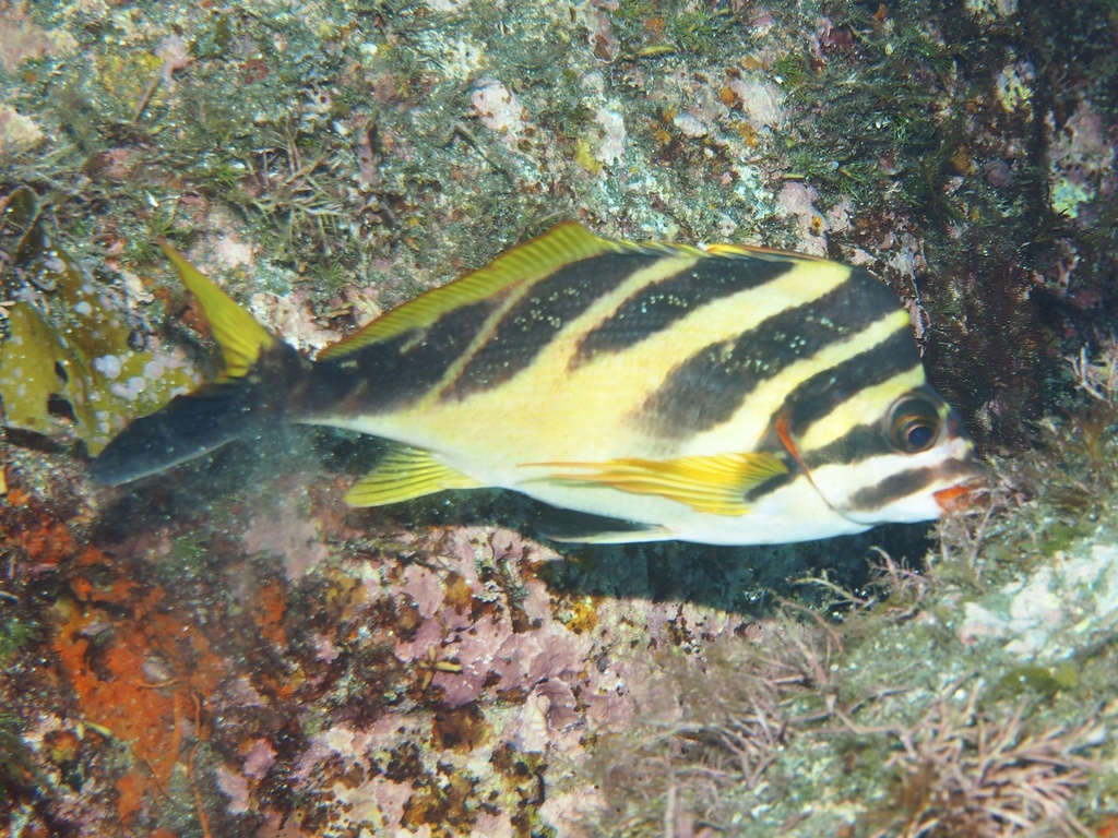 Redlip Morwong