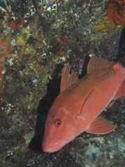 Parupeneus spilurus