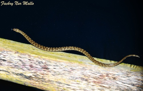 Hypsiscopus indonesiensis