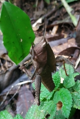 Colpolopha latipennis