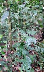 Palicourea ostreophora
