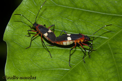 Dysdercus albofasciatus