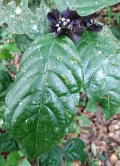 Palicourea ostreophora