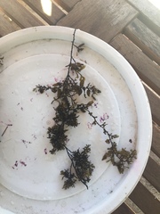 Sargassum polycystum