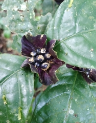 Palicourea ostreophora