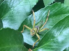 Neobarrettia spinosa