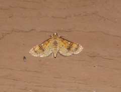 Niphograpta albiguttalis
