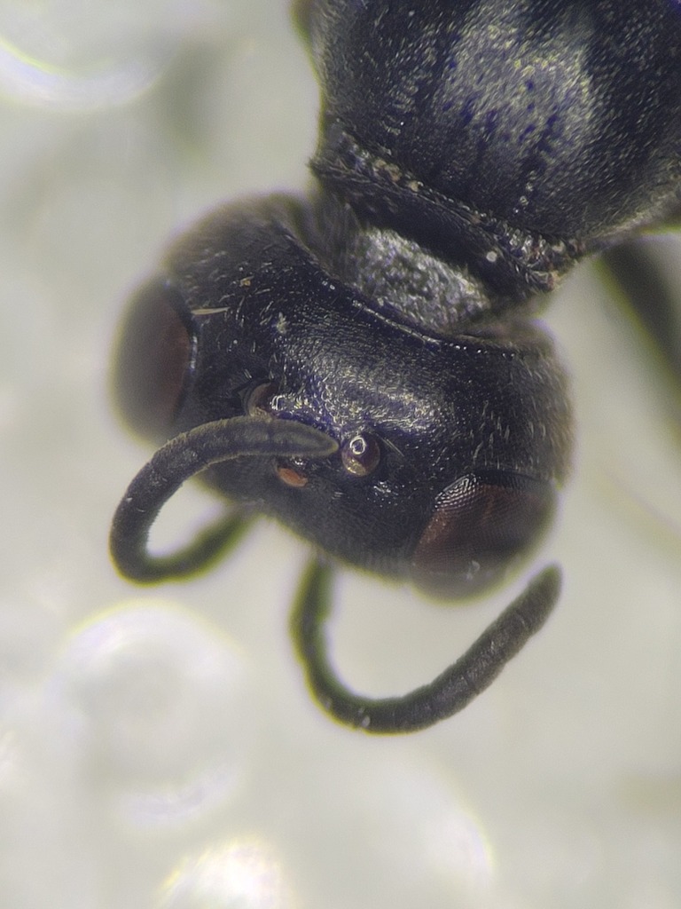 Passaloecus borealis