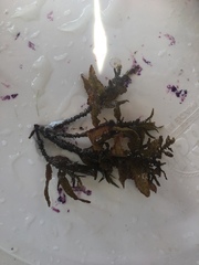 Sargassum cymosum