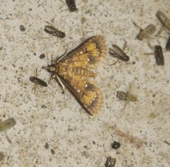 Niphograpta albiguttalis