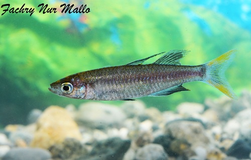 Tominanga sanguicauda