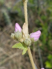 Malacothamnus fasciculatus catalinensis