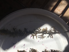 Sargassum polycystum