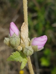 Malacothamnus fasciculatus catalinensis