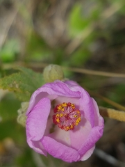Malacothamnus fasciculatus catalinensis