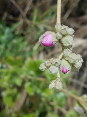 Malacothamnus fasciculatus catalinensis