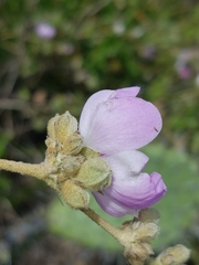 Malacothamnus fasciculatus catalinensis