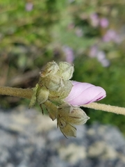Malacothamnus fasciculatus catalinensis
