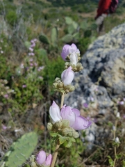 Malacothamnus fasciculatus catalinensis
