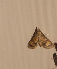 Niphograpta albiguttalis
