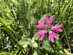 Silene hookeri