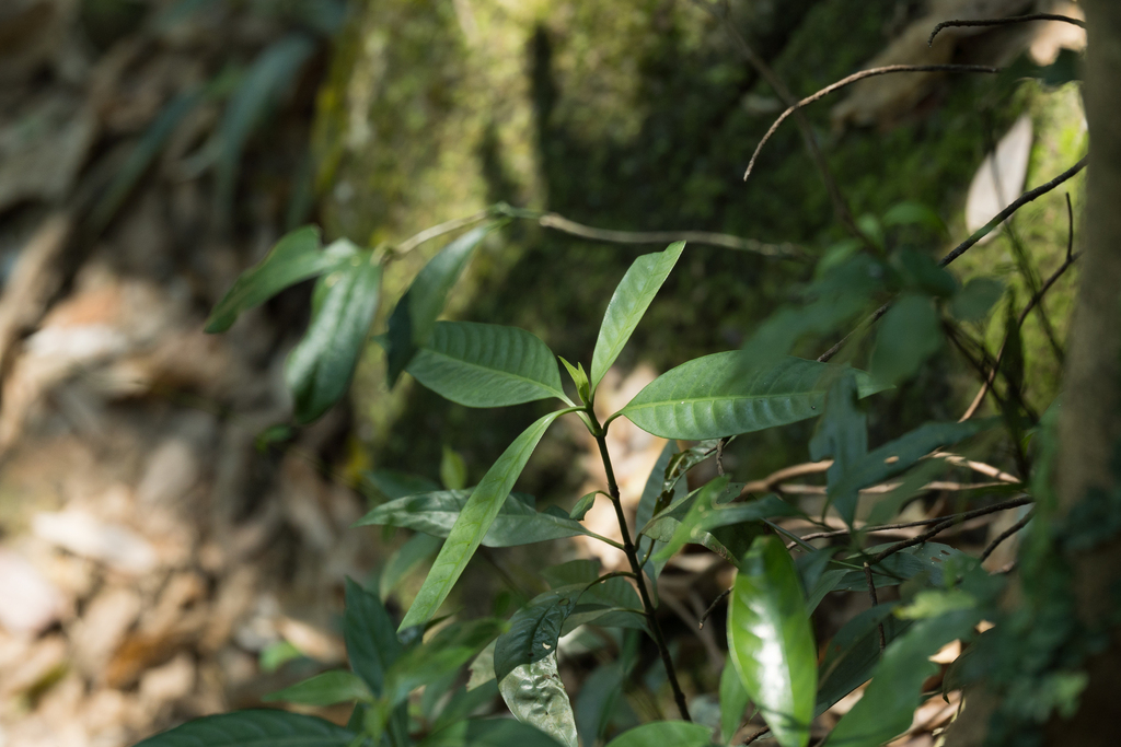 Psychotria tutcheri (Psychotria tutcheri)