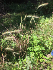 Elymus virginicus virginicus