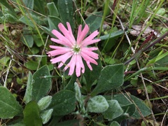 Silene hookeri