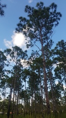 Pinus elliottii image