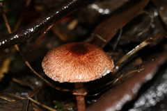 Lepiota haemorrhagica