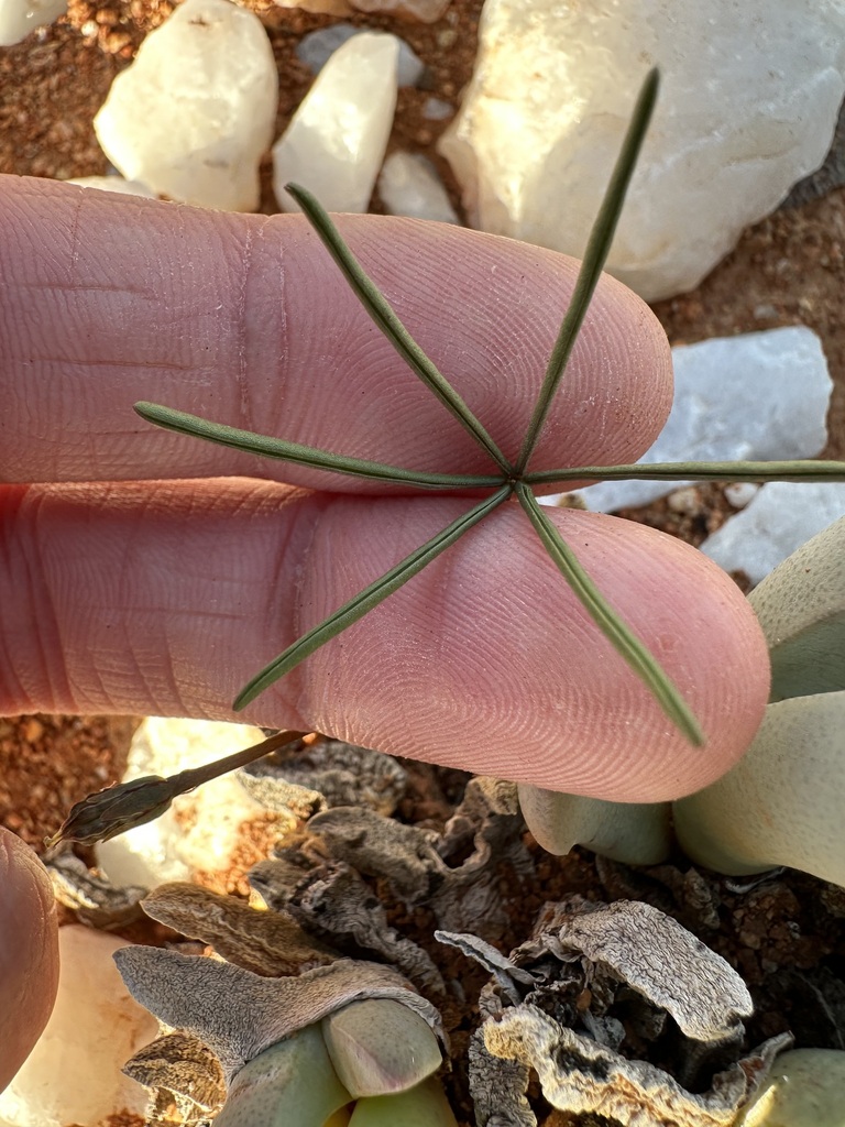 Oxalis canaliculata var. graniticola BULBS