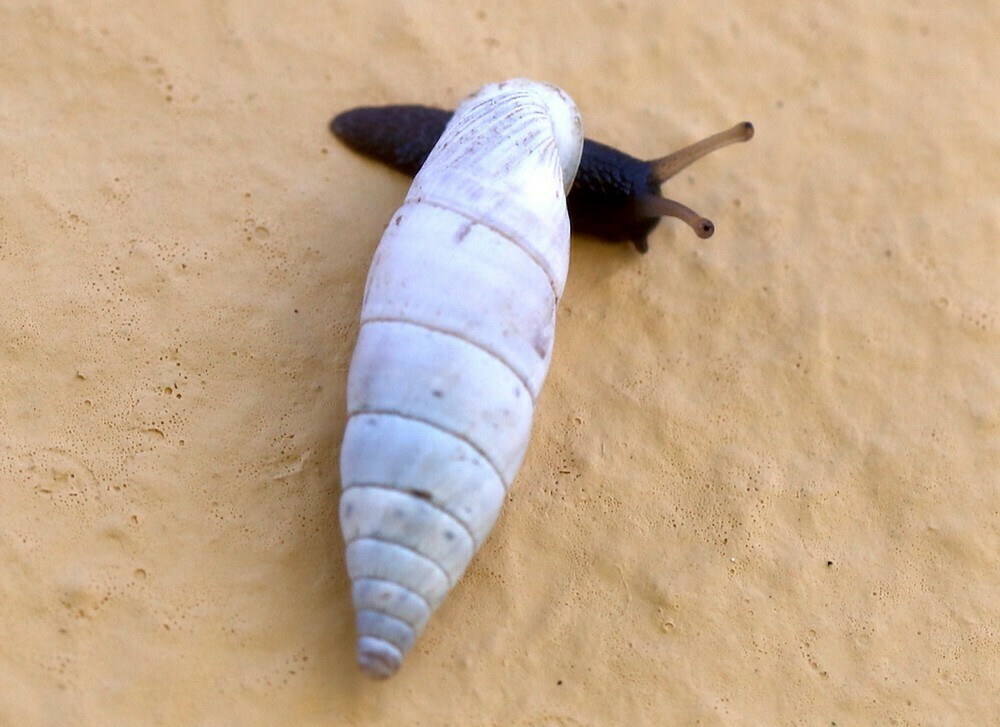 Albinaria contaminata