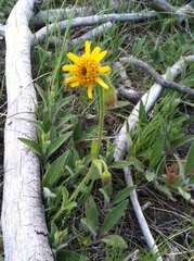 Arnica parryi