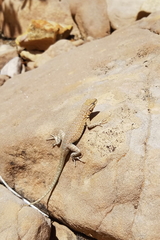 Uta stansburiana uniformis