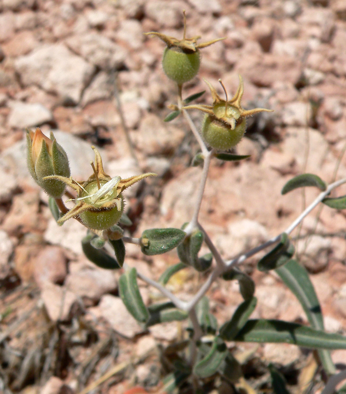Mentzelia polita