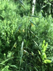 Bromus riparius