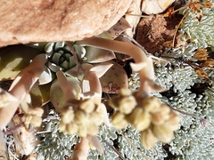 Dudleya abramsii affinis